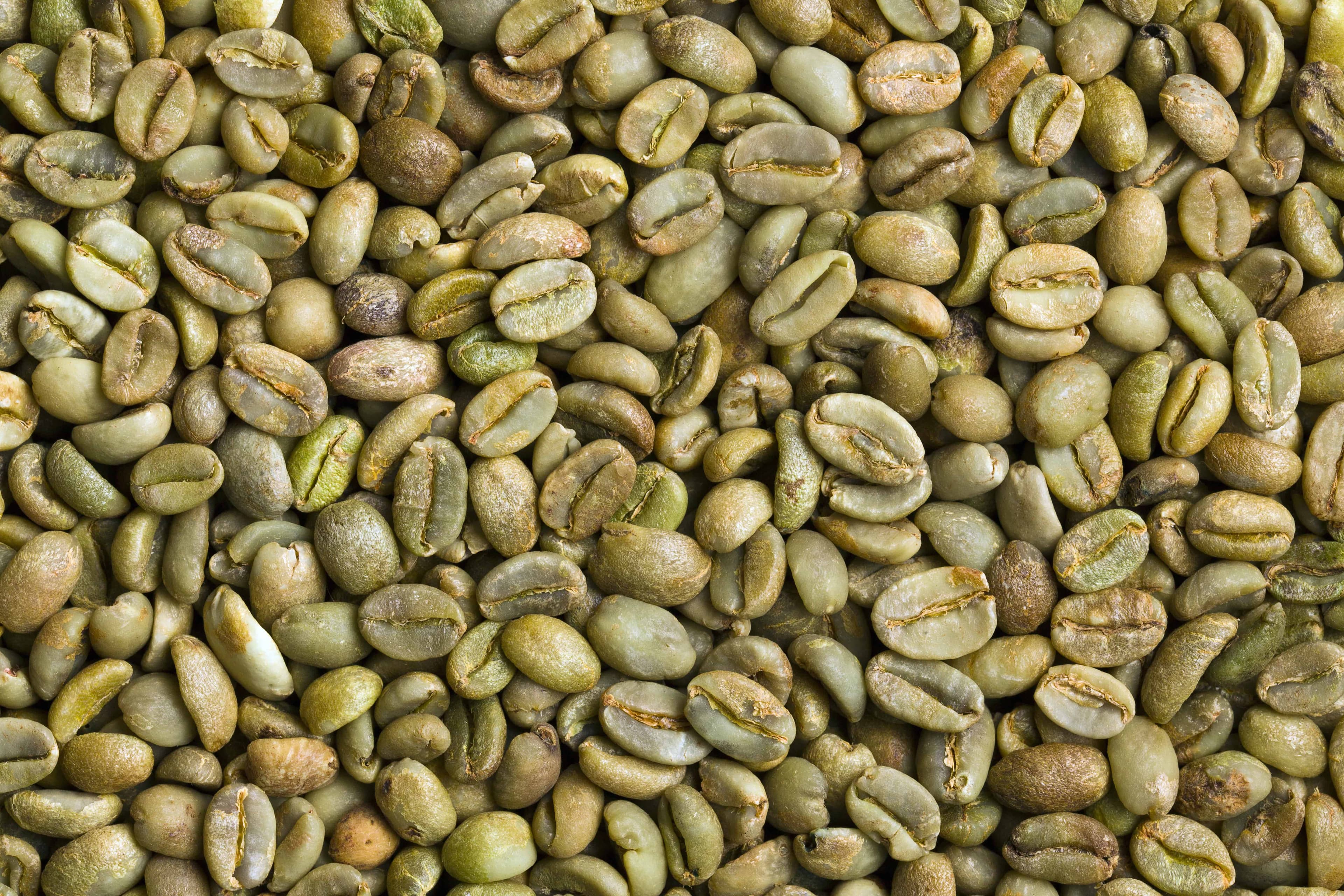 Unroasted green coffee beans from Nepal's high-altitude Himalayan farms, ready for home roasting or export